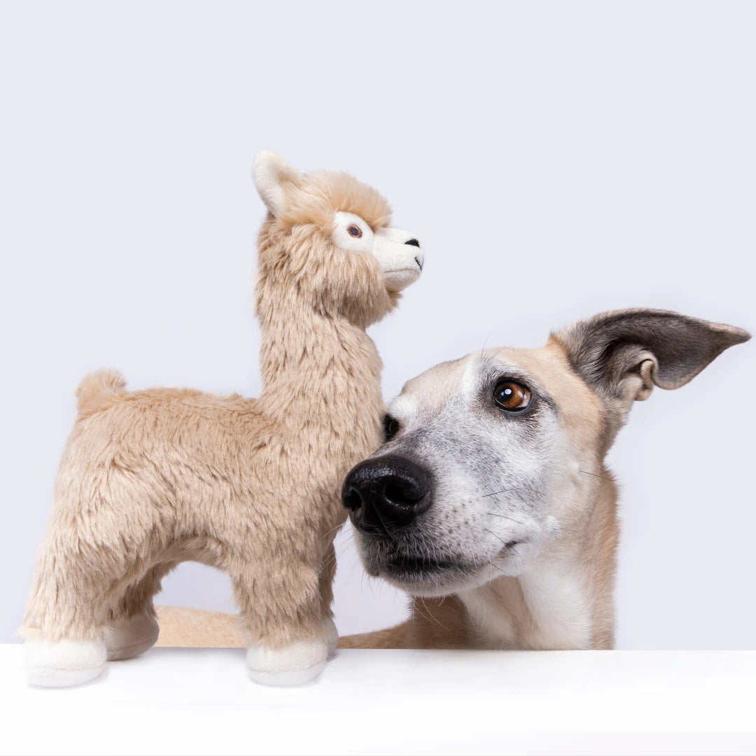Inca Alpaca