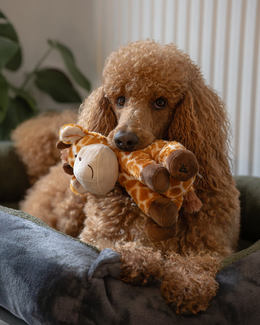 George the Giraffe