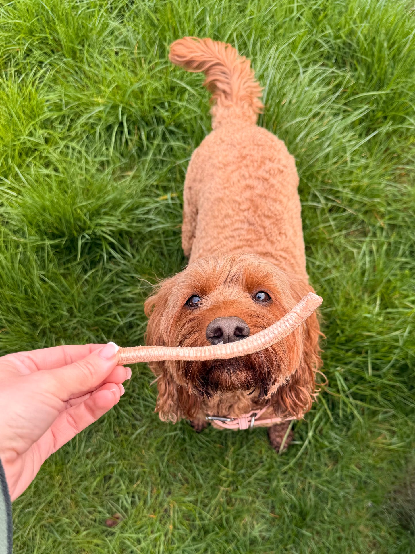 Freeze Dried Goose Trachea