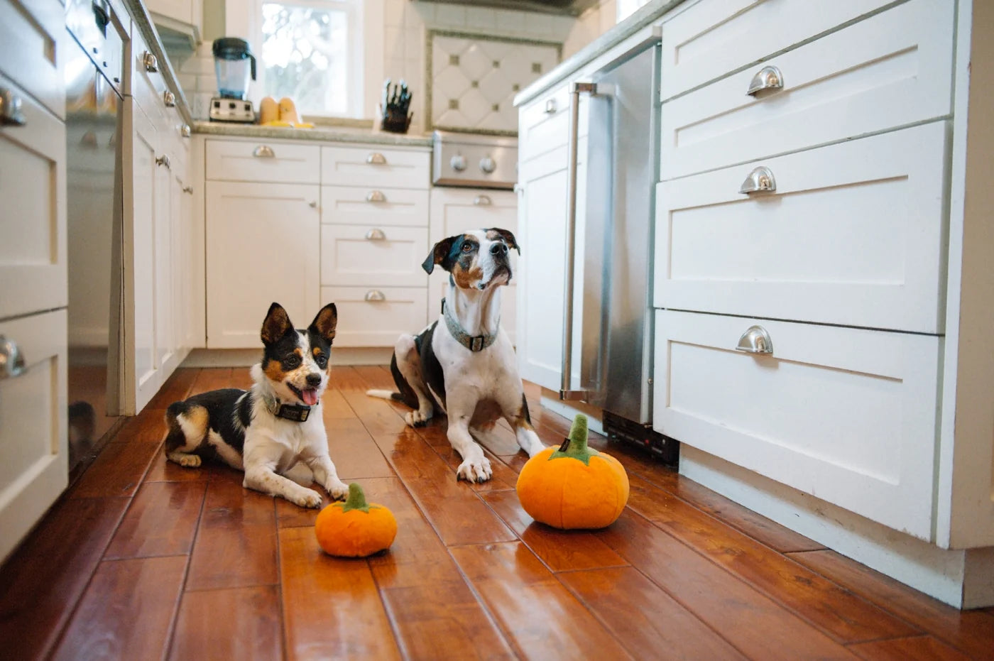 Pumpkin Dog Toy | 2 Variations